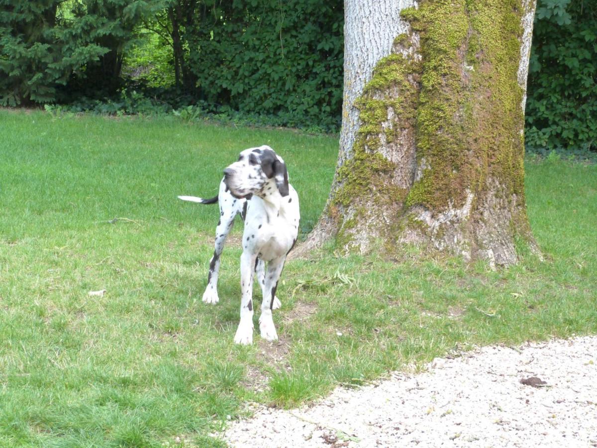 Corps De Ferme Dans Belle Propriete Avec Chiens Et Chevaux Villa Venizy Buitenkant foto